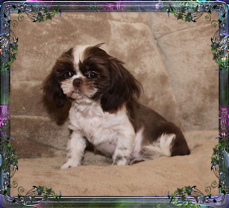 Sawyer Tiny little male chinese imperial shih tzu puppies for sale small teacup